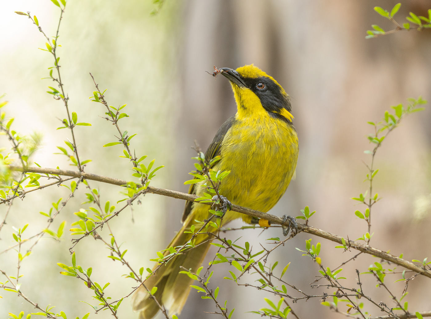 Helmeted Honeyeater (Credit Stephen Garth)